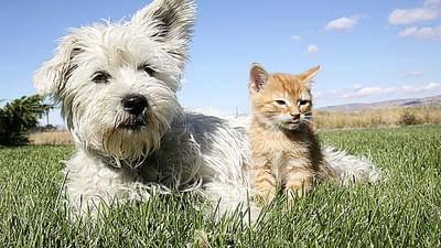 Warm Weather Hazards for Your Pets