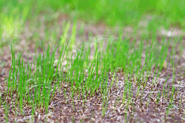 Tips for a Beautiful Green Lawn