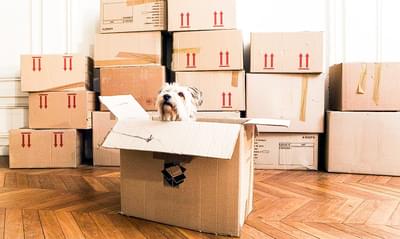 Moving is Ruff