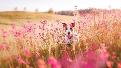 Safety Tips to keep your pets safe this Spring