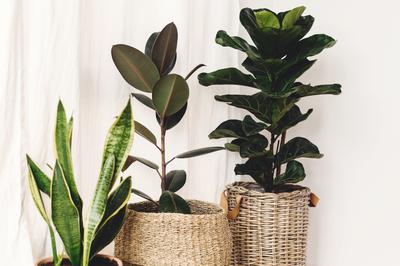 5 Houseplants That Are Easy to Care For