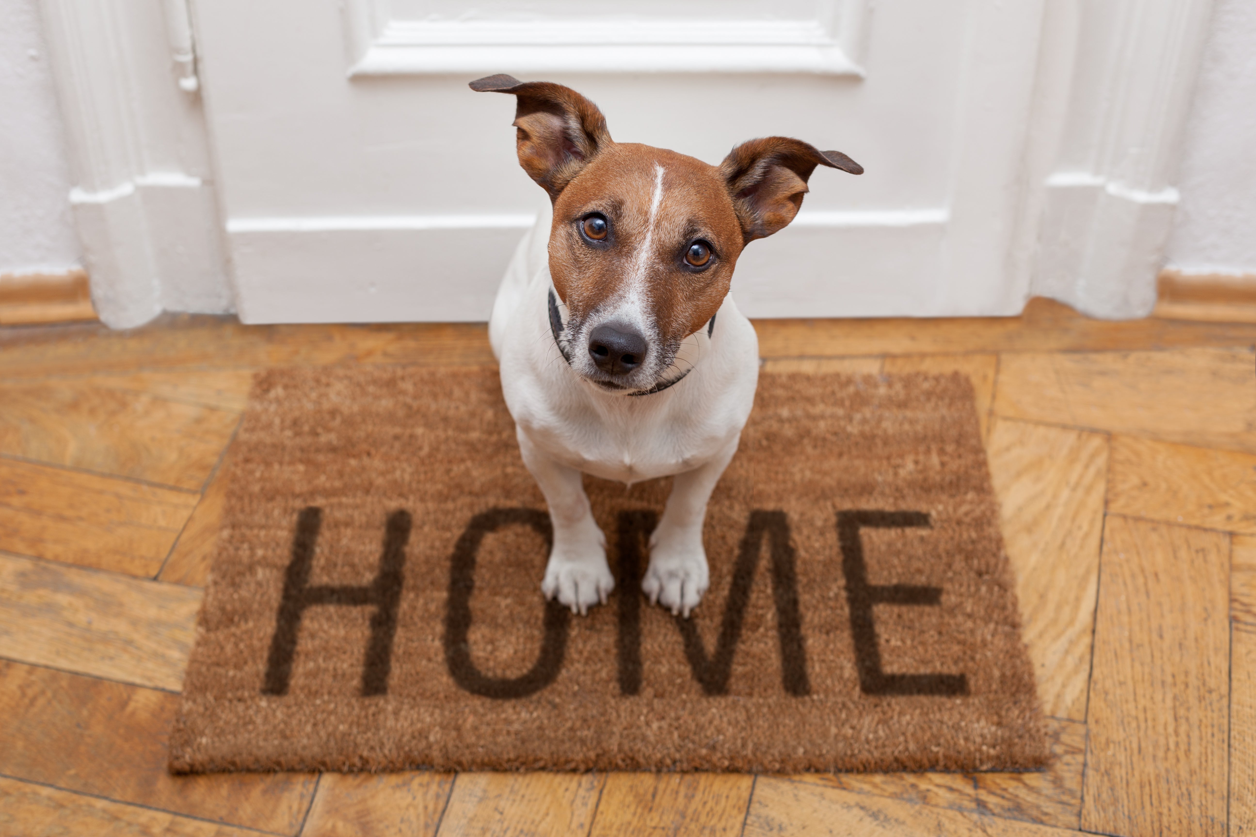 Selling Your Home When You Have Pets