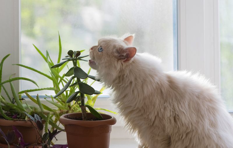 Top 5 Pet-Friendly Plants to Spruce Up Your Home