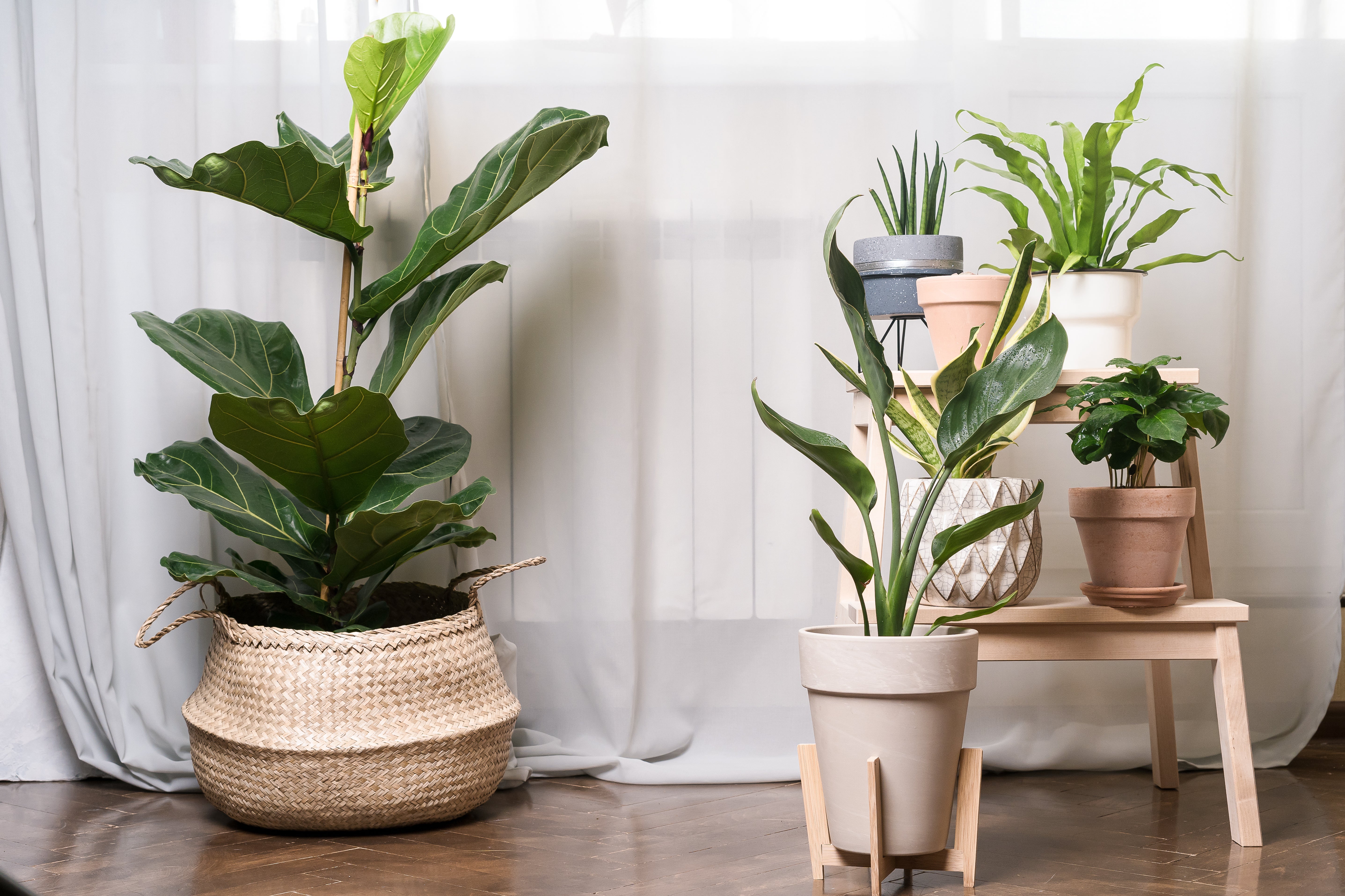 Easy Indoor Houseplants to Liven Your Home