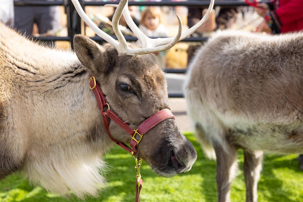 Your Guide to Holiday Events in Northern Colorado