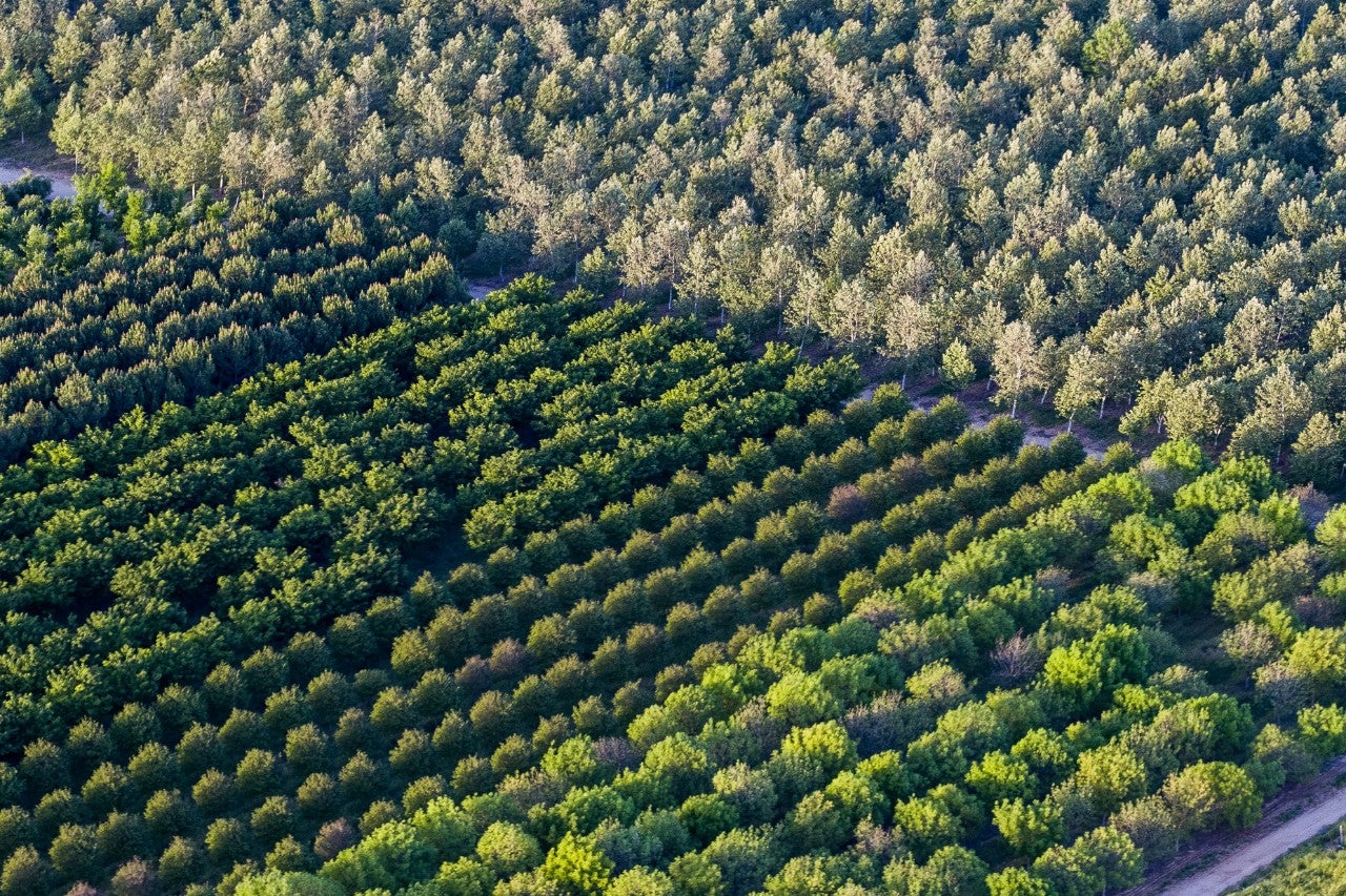 Tree nursery with 1600 trees at Tesoro Viejo
