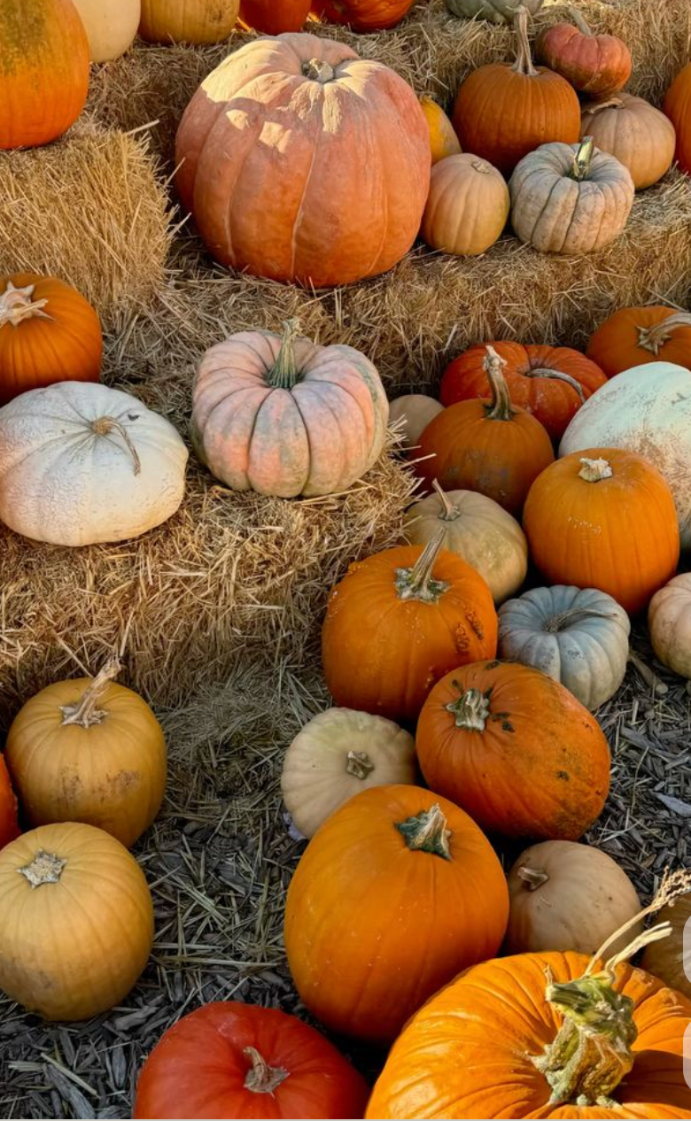 Pumpkin lawn games